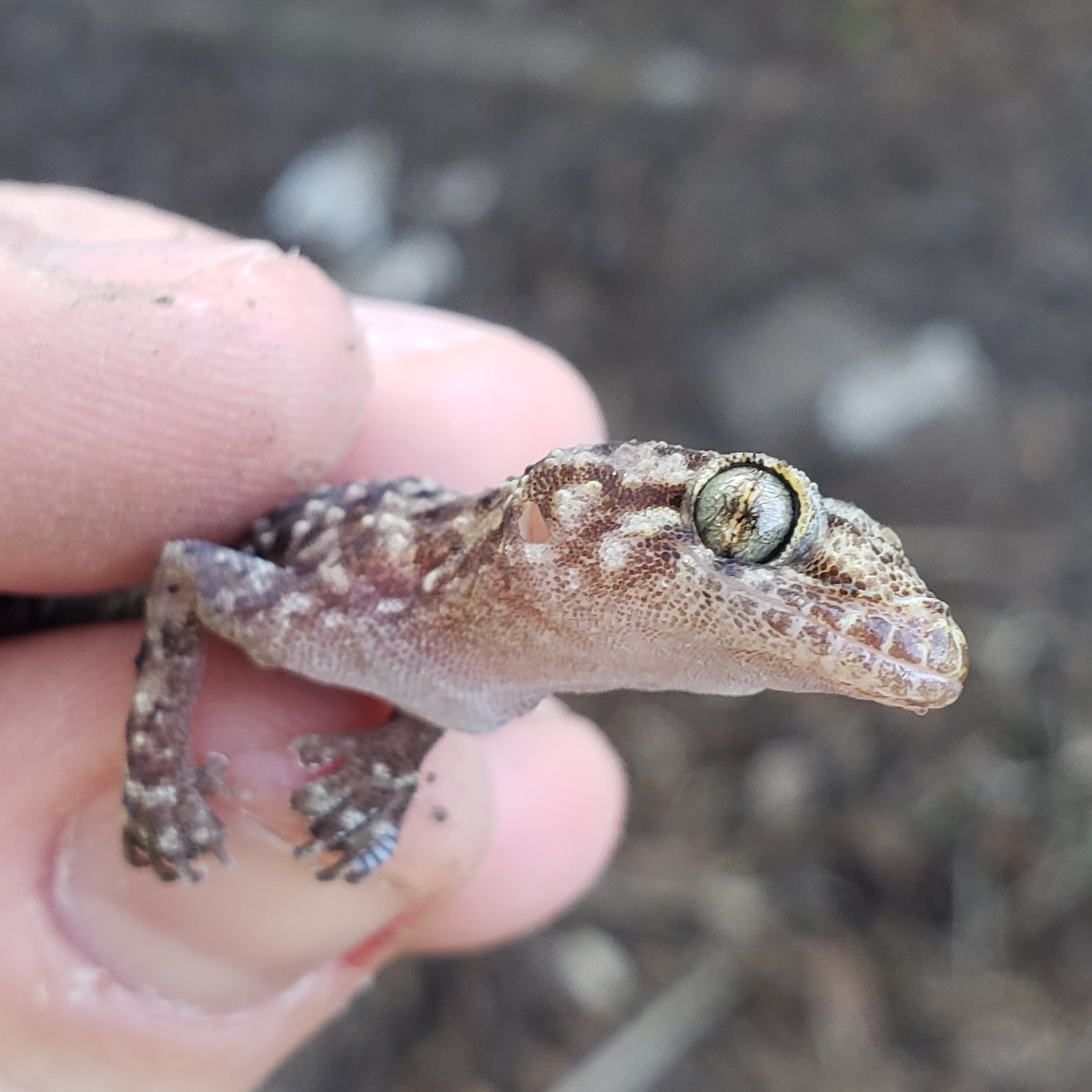 Picture of Hemidactylus turcicus